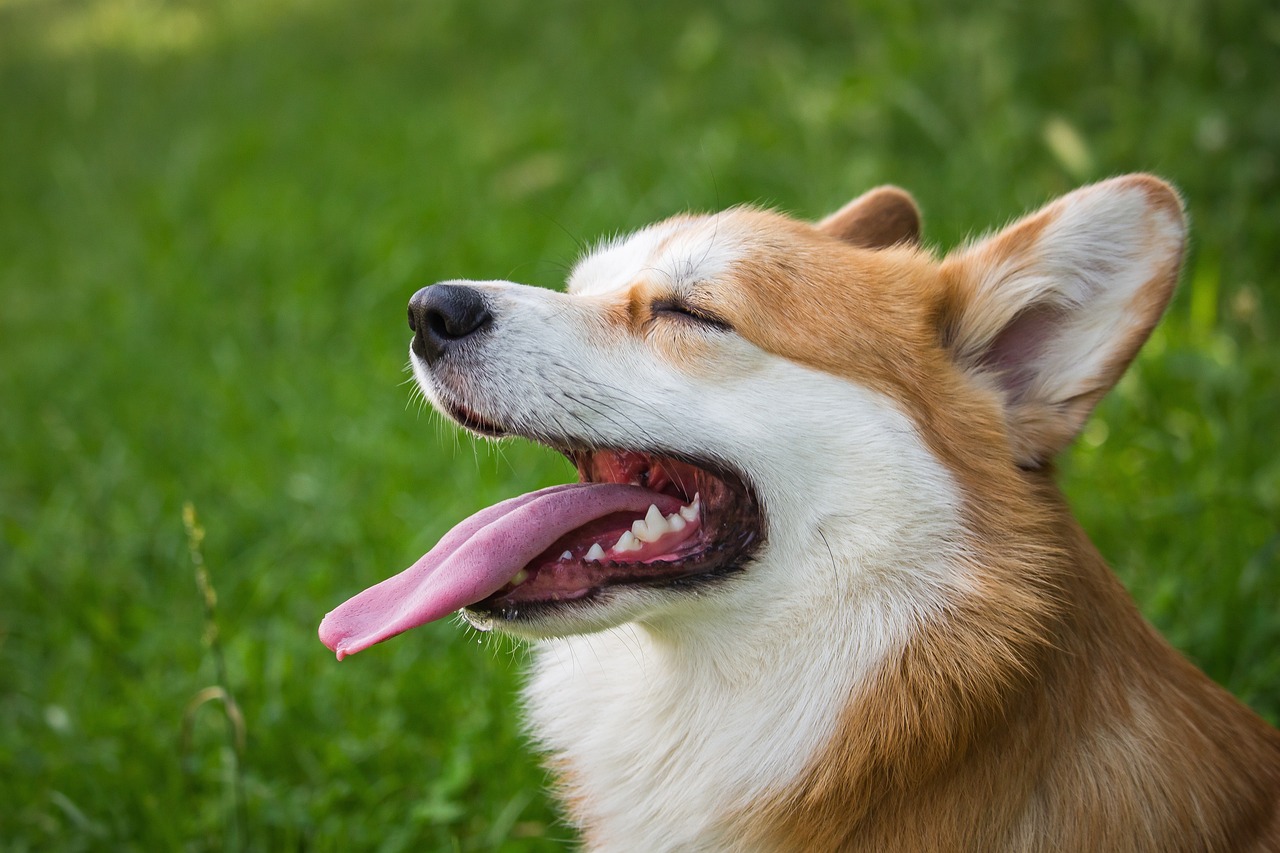 How to Help Your Dog Adjust to a New Living Situation